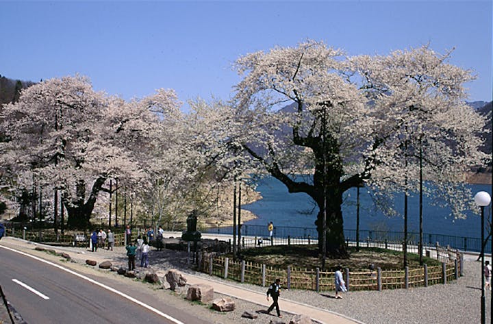 荘川桜