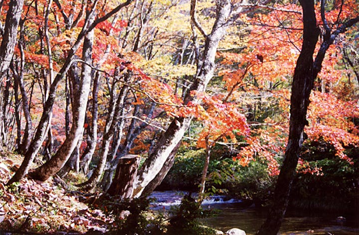 御手洗川渓谷の紅葉