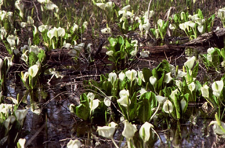 美女高原の水芭蕉