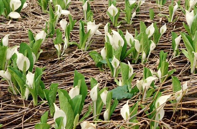 スポットの写真