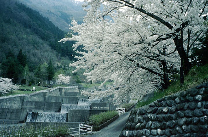 栃尾温泉桜まつり