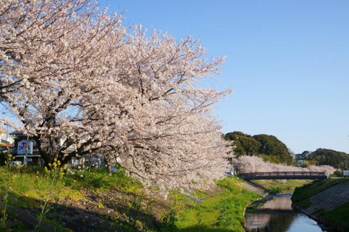 御陣屋川の桜堤