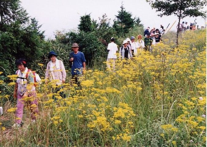 富幕山の山野草