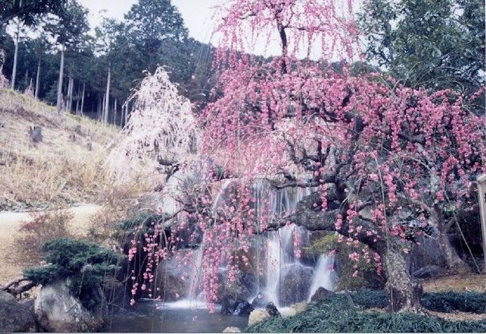 昇竜しだれ梅まつり