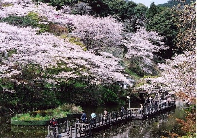 奥山公園の桜