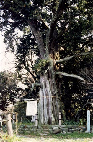 大瀬崎のビャクシン樹林