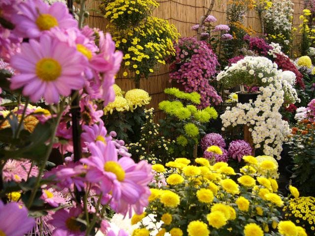 第51回沼津御用邸記念公園　菊華展