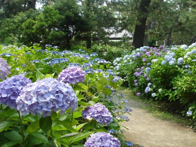 あじさい祭りと七夕飾り