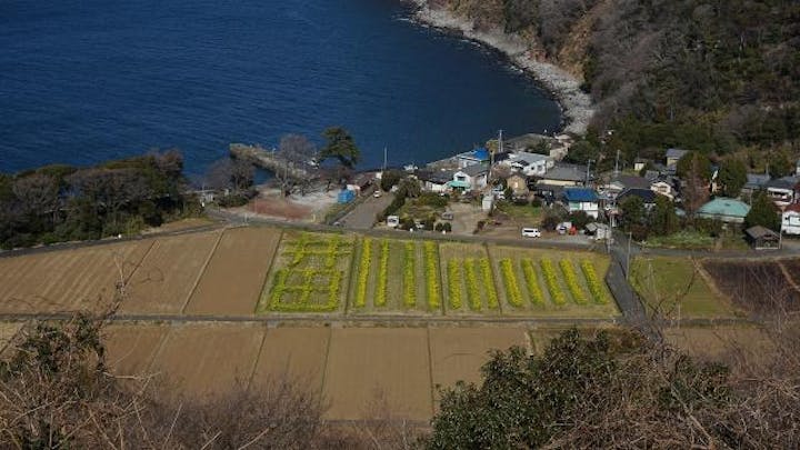 井田菜の花まつり