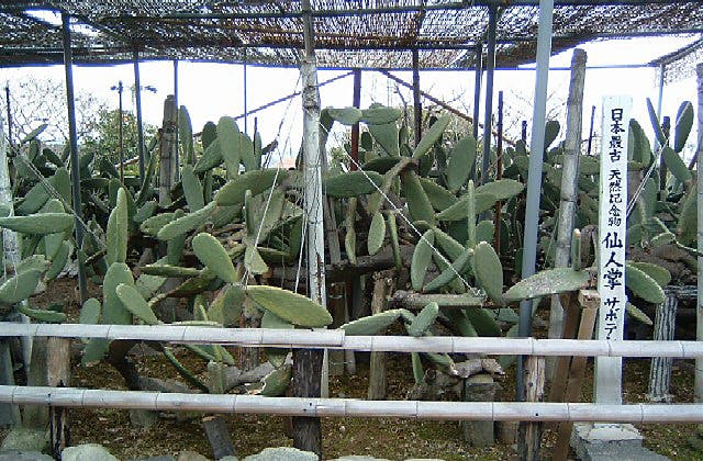 龍華寺のサボテン【アソビュー！】