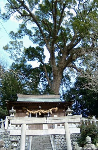 但沼神社の樟