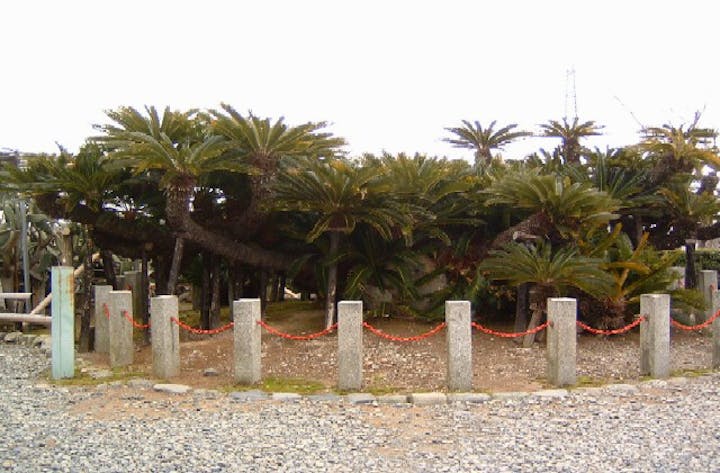 龍華寺の大ソテツ