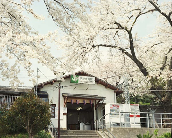 上多賀の桜