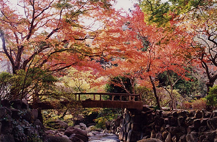 熱海梅園の紅葉