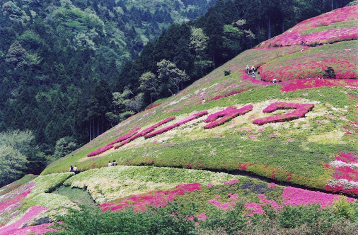 姫の沢公園のツツジ