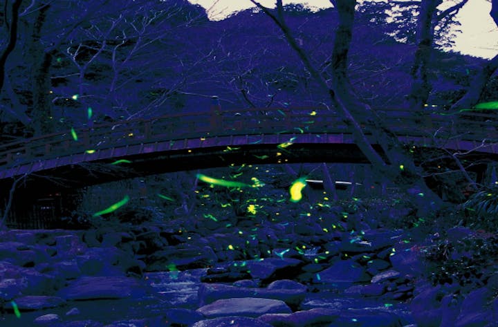 熱海梅園初川清流ほたる観賞の夕べ