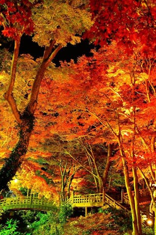 熱海梅園もみじまつり