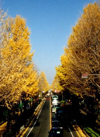 日大通りのイチョウ並木