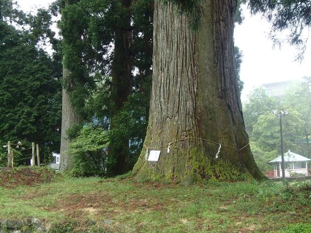 村山浅間神社の大スギ
