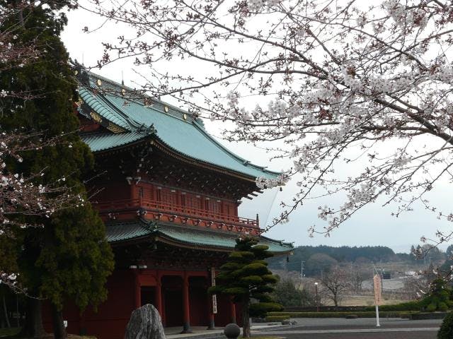 大石寺の桜