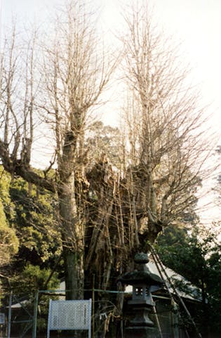 村山浅間神社のイチョウ