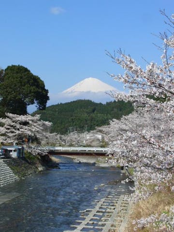 【2021年度中止】内房たけのこ・桜まつり