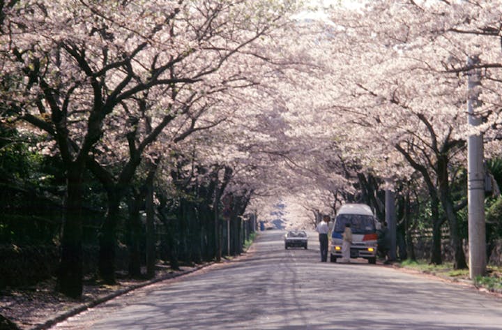 伊豆高原の桜並木