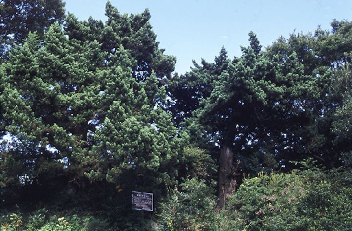 伊豆高原ホテルの伊吹ビャクシン