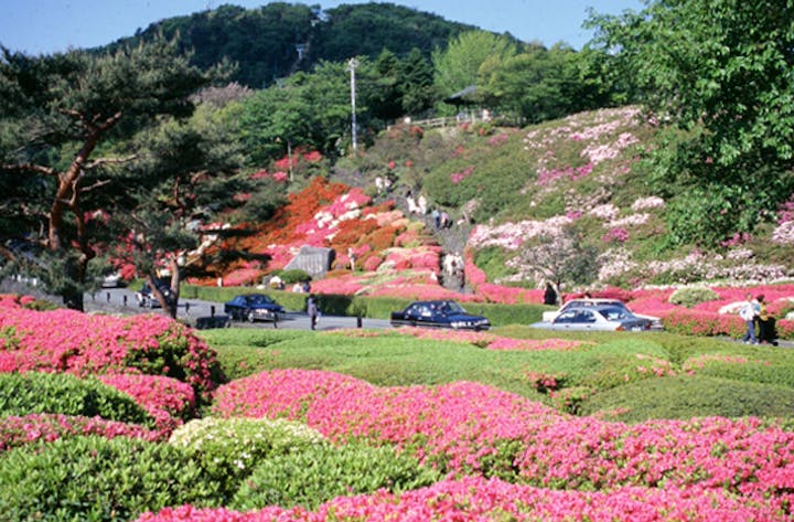 小室山公園のつつじ