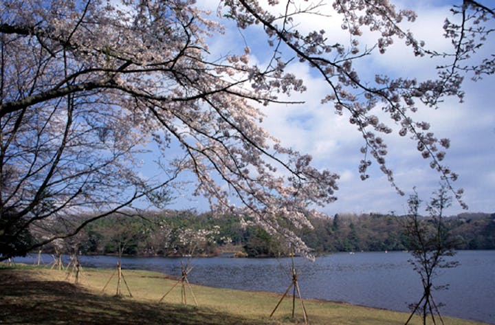 一碧湖の桜