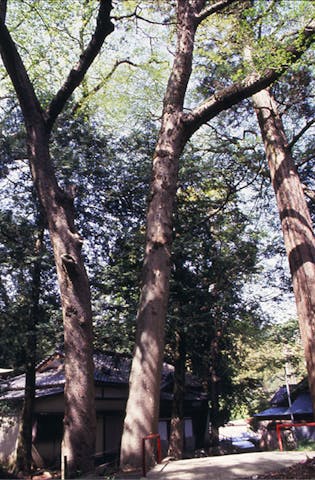 山神社のムクの木