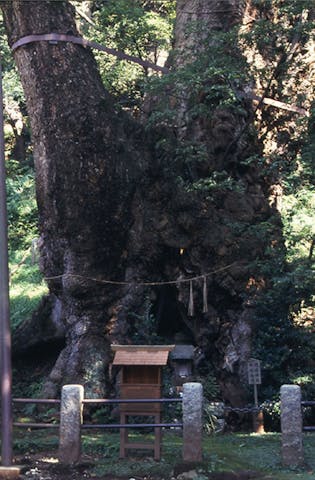 葛見神社の大クス