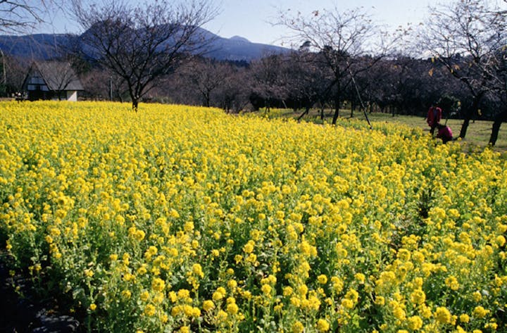 さくらの里の菜の花