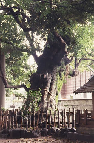 音無神社のタブの木