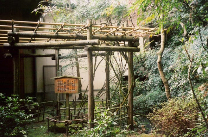 香橘寺の大南天