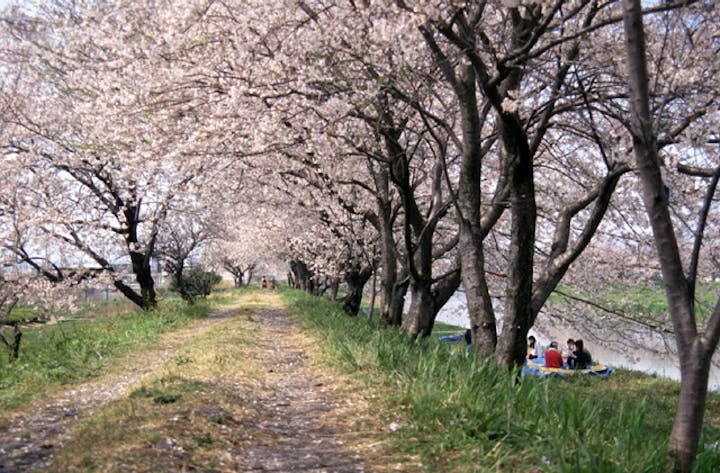 栃山川堤防の桜