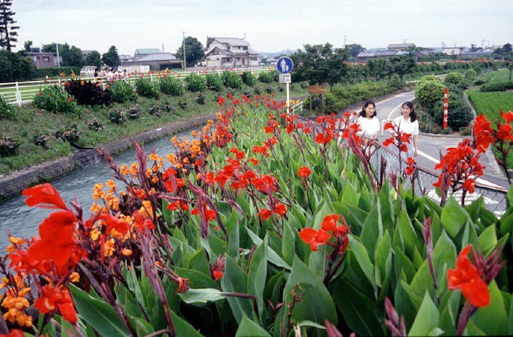 栃山川堤防のカンナ