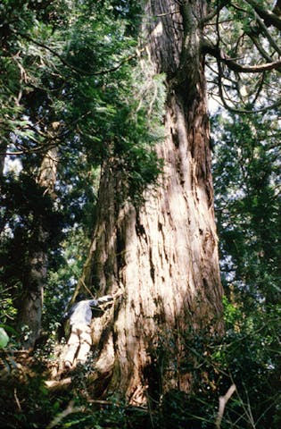 智満寺の十本杉