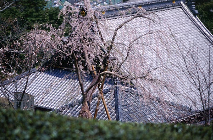 慶寿寺の枝垂桜