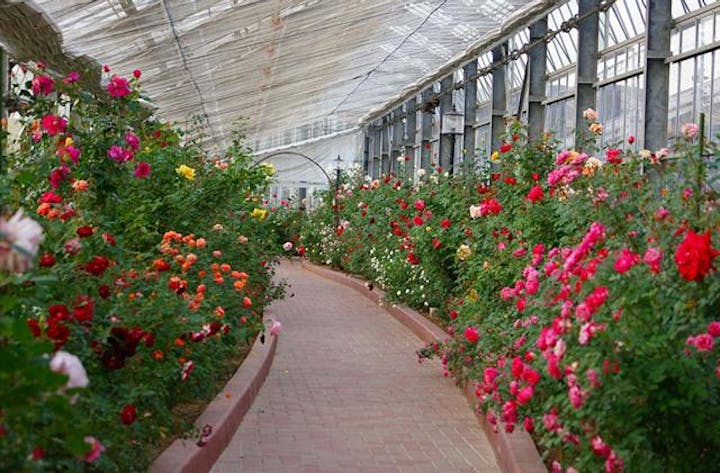 島田ばらの丘フェスティバル