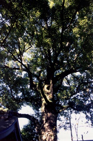 船津浅間神社のクス