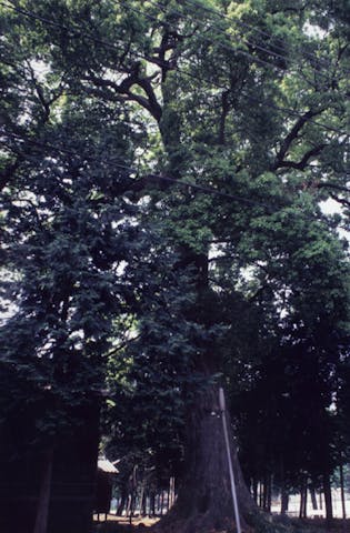十王子神社のイチョウ・クス