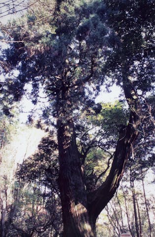 今宮浅間神社のスギ