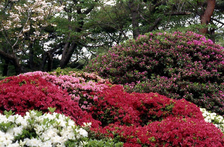 つつじ公園のツツジ