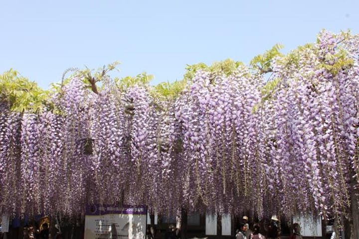 【2021年開催中止】磐田市池田・熊野の長藤
