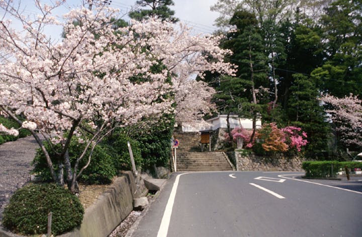掛川城公園の桜