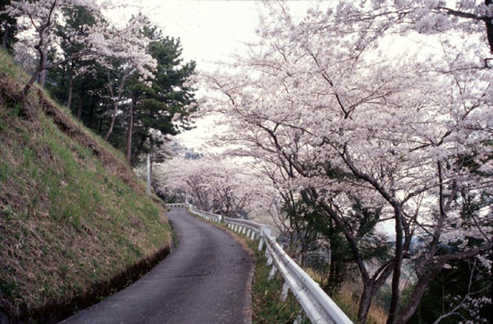 粟ケ岳の桜