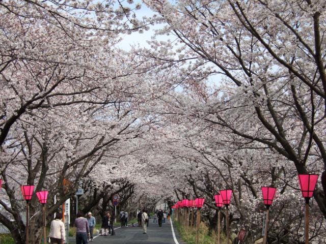 【2021年開催未定】金比羅山・瀬戸川桜まつり