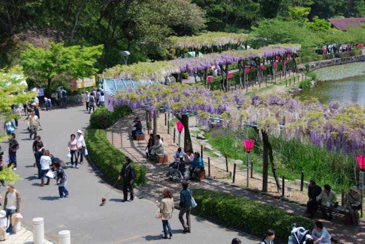 蓮華寺池公園　藤まつり