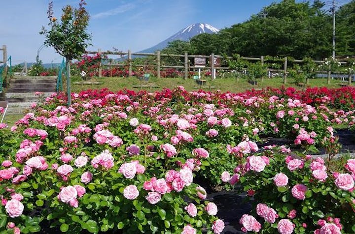 御殿場ばら祭り